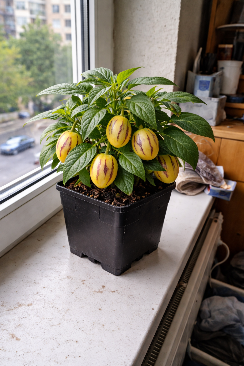 Розміщення у світлому місці