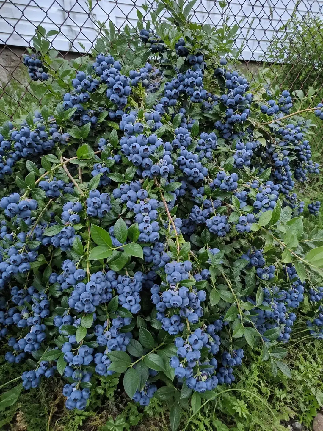 Лохина Мелана фото 3